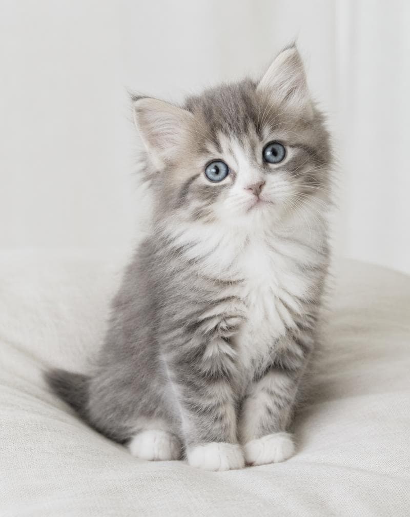 Kittens